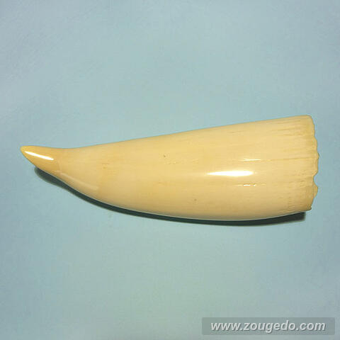 マッコウ鯨歯25