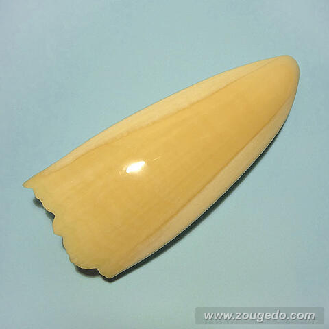 マッコウ鯨歯25