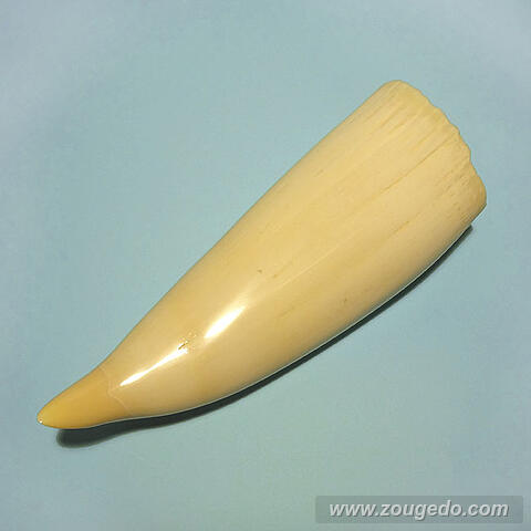 マッコウ鯨歯25