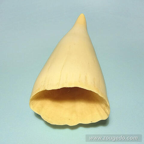 マッコウ鯨歯25