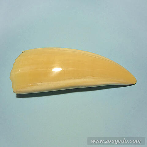 マッコウ鯨歯26