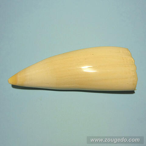 マッコウ鯨歯26