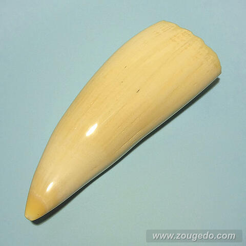 マッコウ鯨歯26