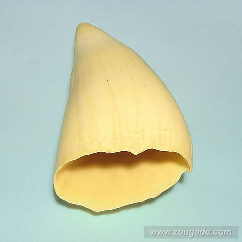 マッコウ鯨歯26