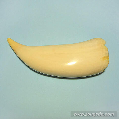 マッコウ鯨歯28