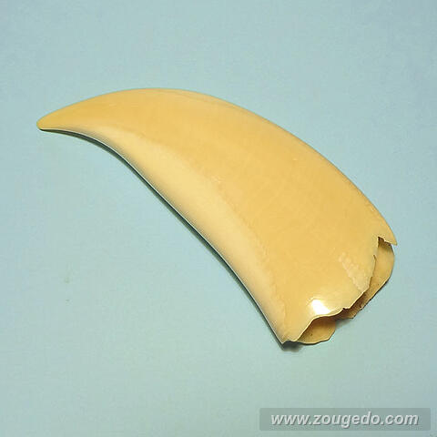 マッコウ鯨歯28