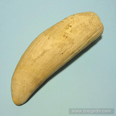 マッコウ鯨歯29