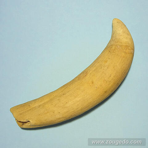 マッコウ鯨歯30