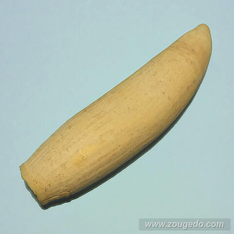 マッコウ鯨歯31