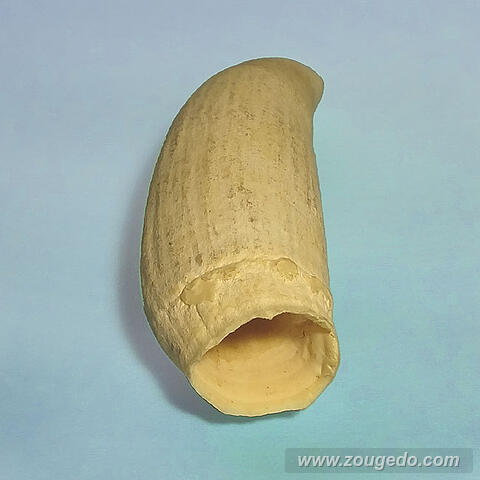 マッコウ鯨歯31