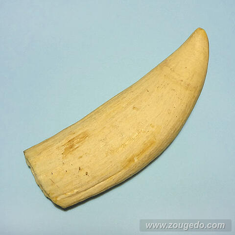 マッコウ鯨歯32