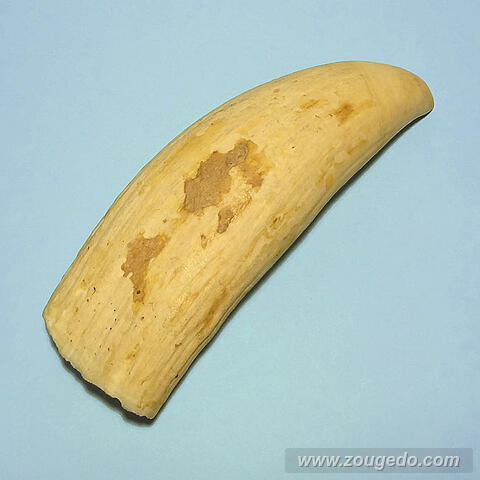 マッコウ鯨歯32