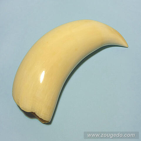 マッコウ鯨歯33