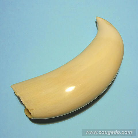 マッコウ鯨歯33