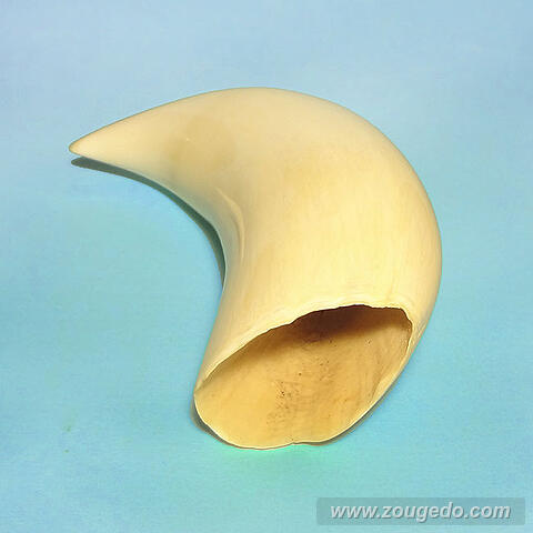 マッコウ鯨歯33