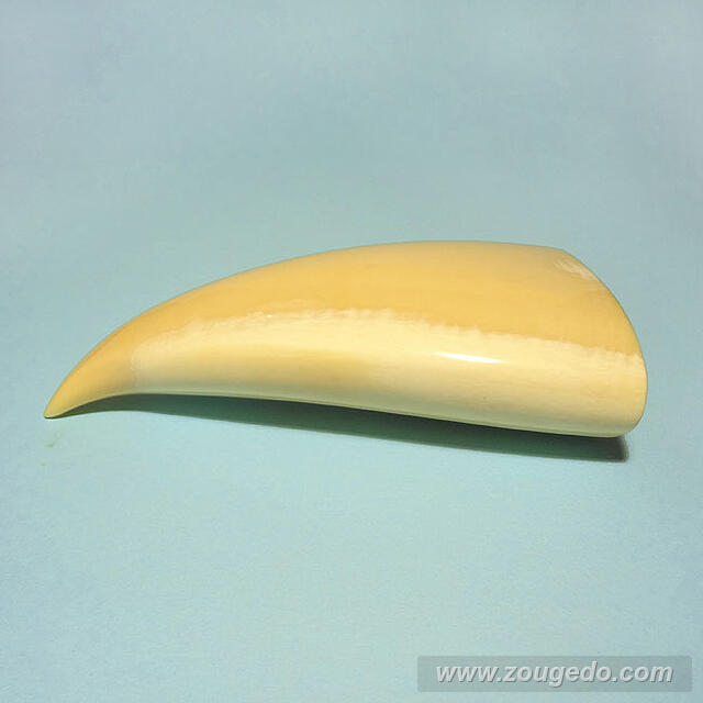 マッコウ鯨歯21