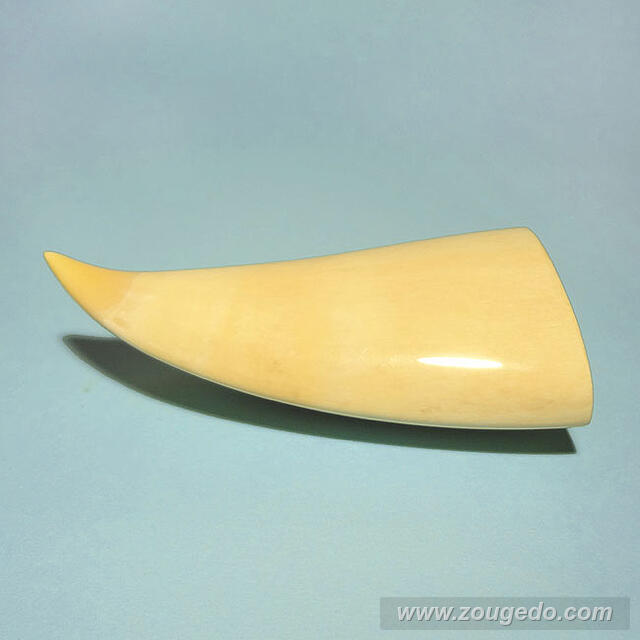 マッコウ鯨歯21