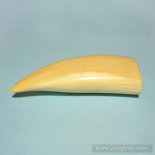 マッコウ鯨歯22