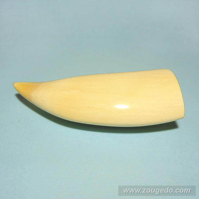 マッコウ鯨歯22