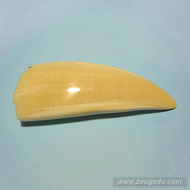 マッコウ鯨歯26