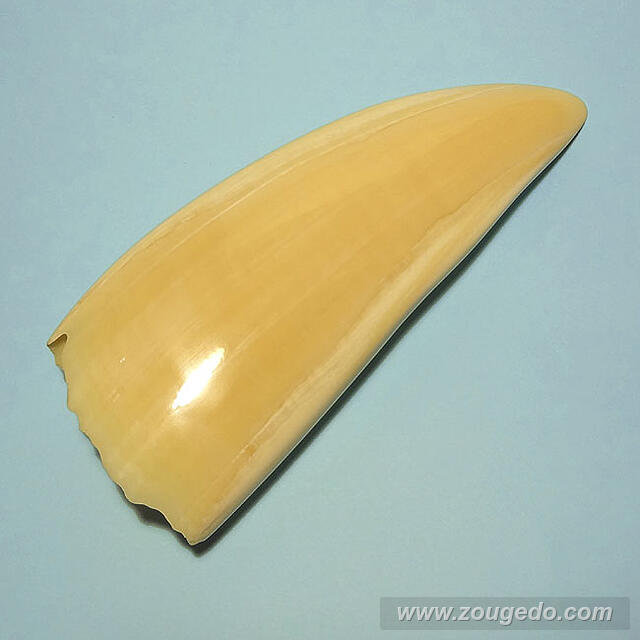 マッコウ鯨歯26