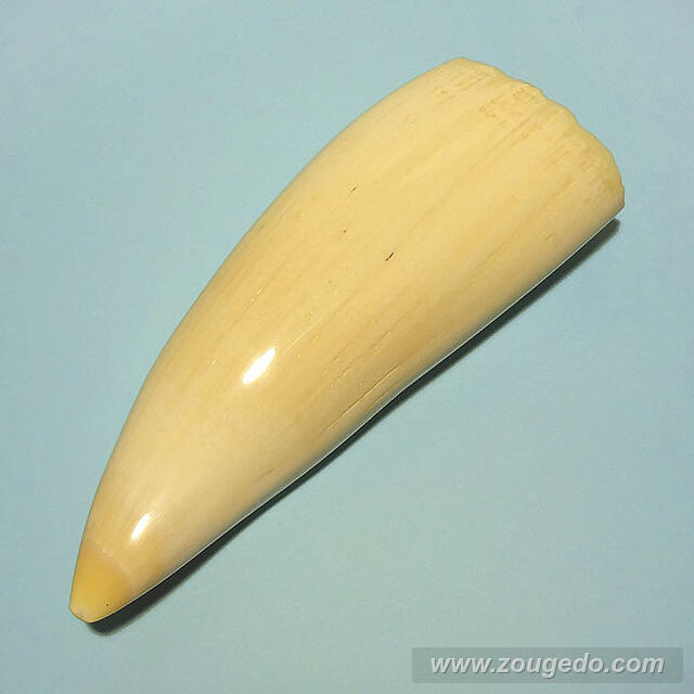 マッコウ鯨歯26