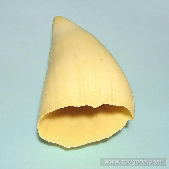 マッコウ鯨歯26