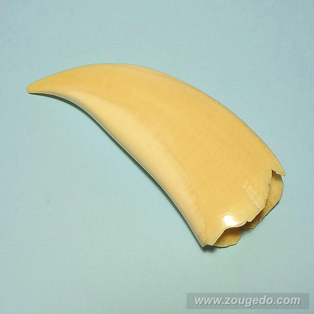 マッコウ鯨歯28