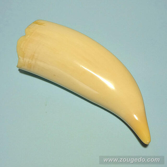 マッコウ鯨歯28