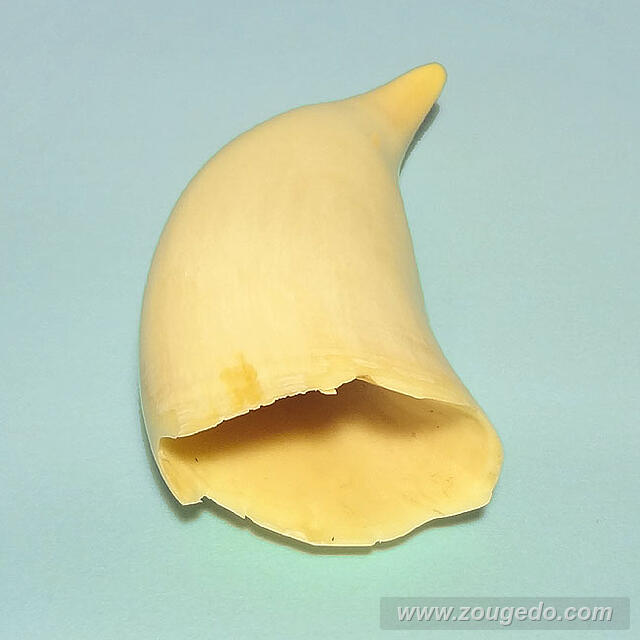 マッコウ鯨歯28