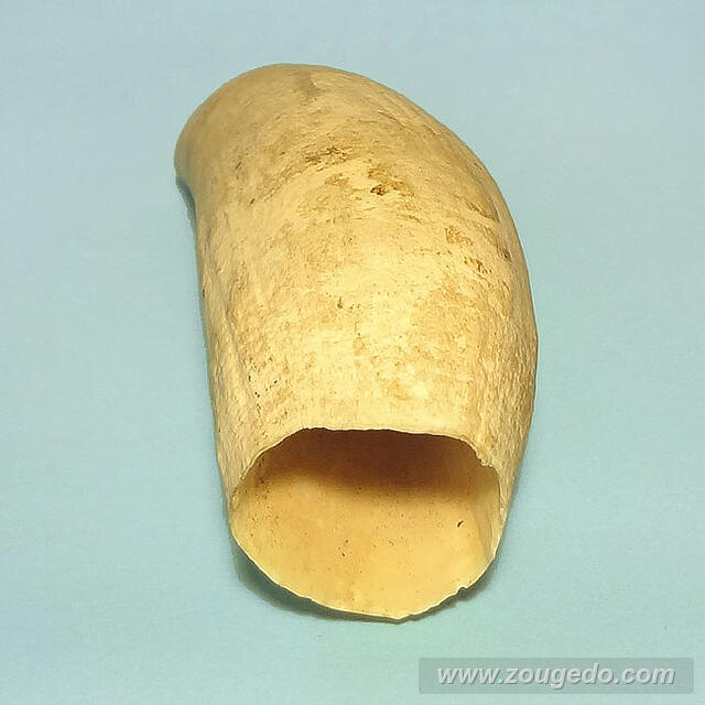 マッコウ鯨歯29