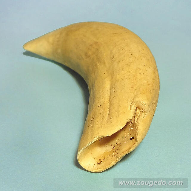 マッコウ鯨歯30