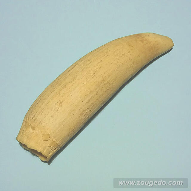 マッコウ鯨歯31