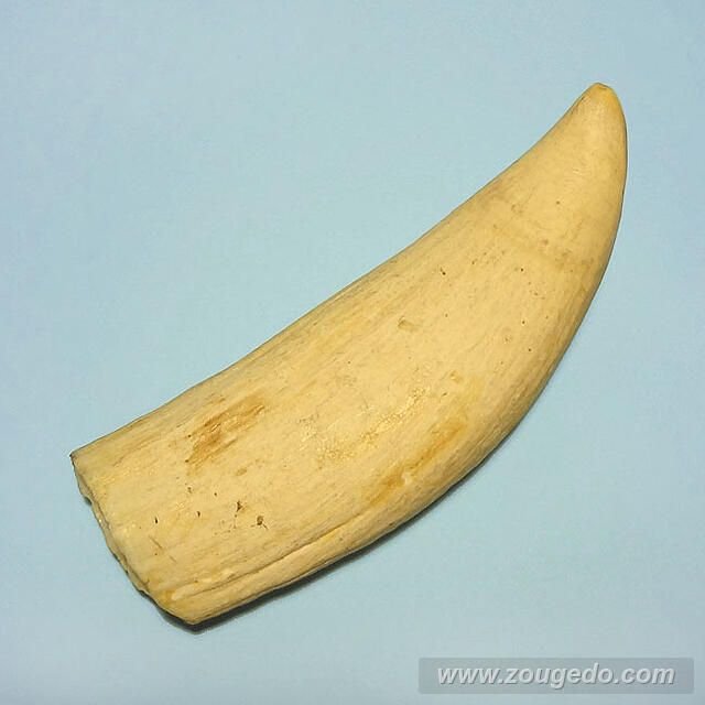 マッコウ鯨歯32