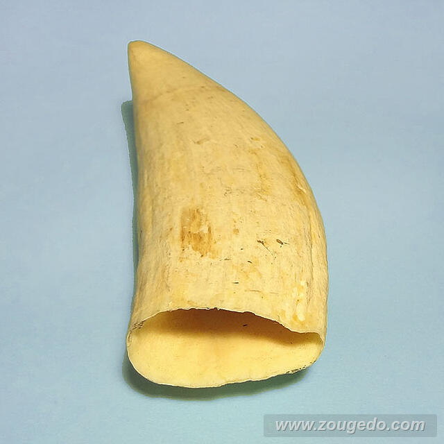 マッコウ鯨歯32