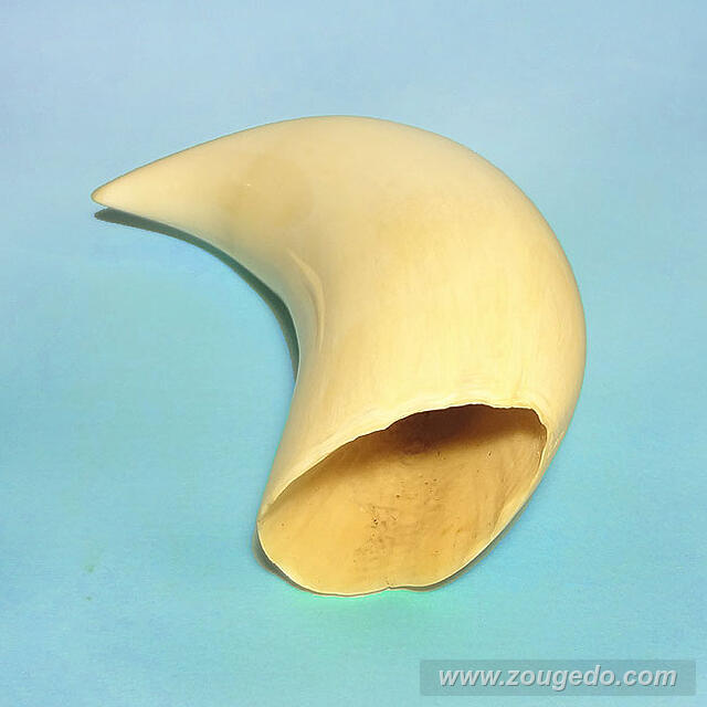 マッコウ鯨歯33