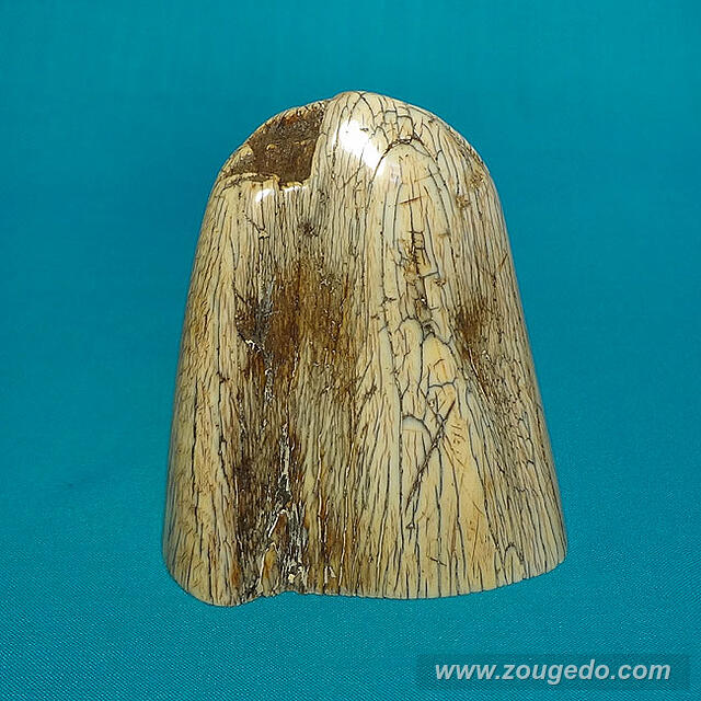 【本象牙】飾り牙先11（割れあり）