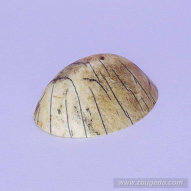 【象牙材料】先端61