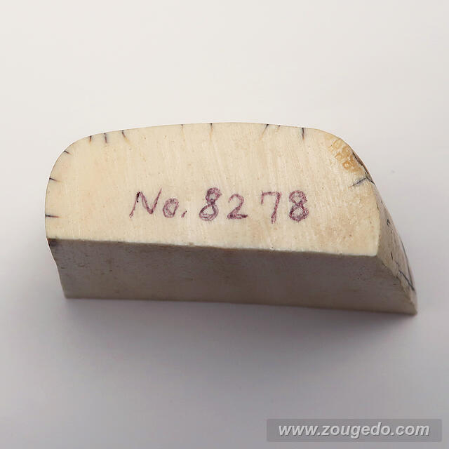 【象牙材料】かまぼこ型108